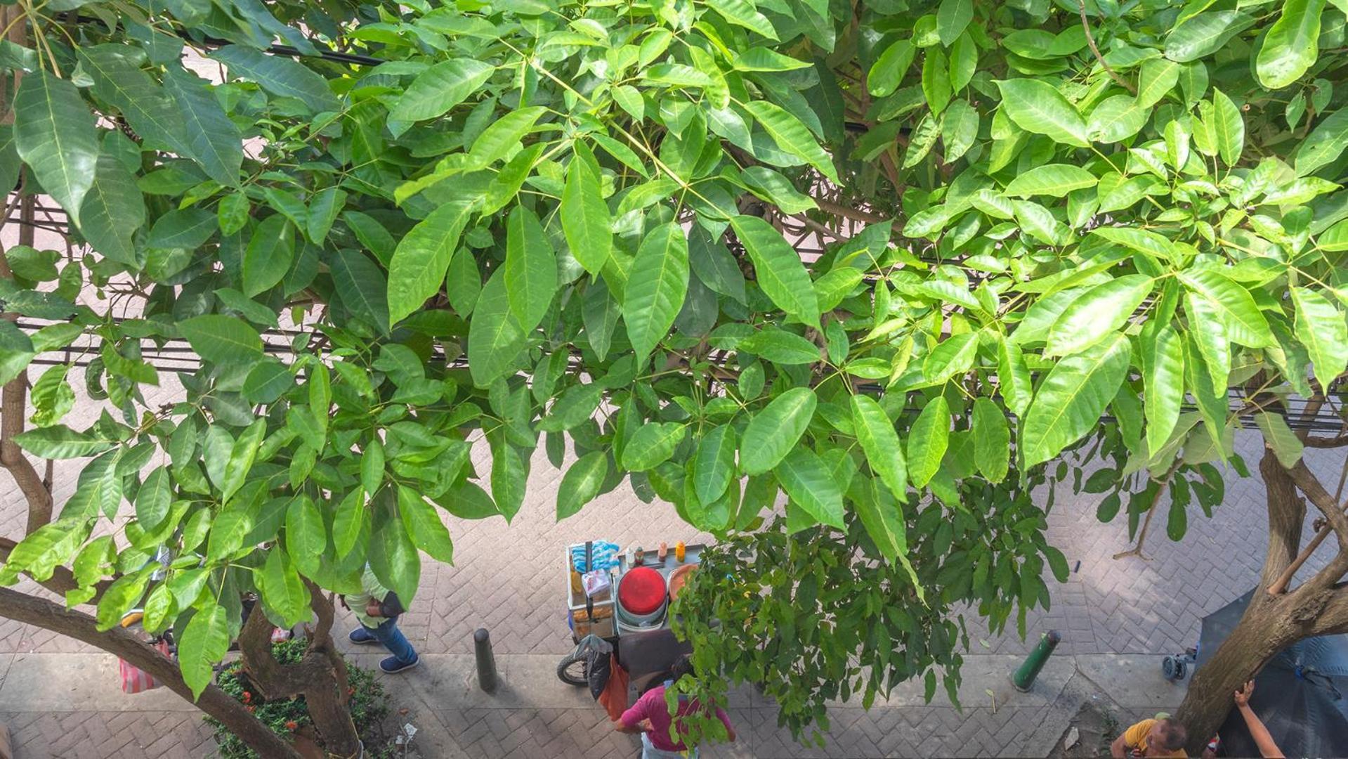 Cartagena Hostel Dorado Plaza Getsemani מראה חיצוני תמונה